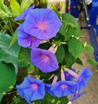 50 Heavenly Blue Star Morning Glory Seeds Climbing Vine Flower Fence  - $6.20 CAD