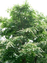 Clethra Barbinervis Japanese Clthra Shrub Seeds Garden USA SELLER - $17.98