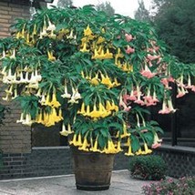 Beautiful 100 Seeds Mix color Datura Seeds, Dwarf Brugmansia Angel Trumpets - £23.73 GBP