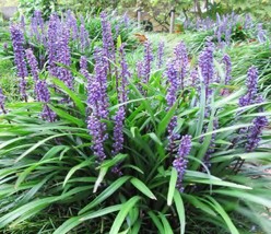 Goodidea 50 Seeds Liriope Muscari Bulk Wholesale Seeds for Planting Lilyturf Big - £6.65 GBP