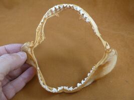 sj470-200) 5" Tiger SHARK B grade jaw sharks jaws teeth taxidermy educat... - $34.99