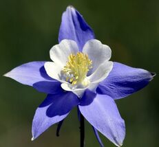 Rocky Mountain Columbine Flower Seeds - $4.47