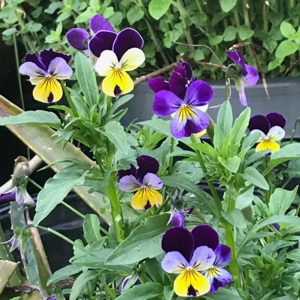 Fresh Johnny Jump Up Flower Seeds Packet 5 Grams Pansy Viola - £7.47 GBP