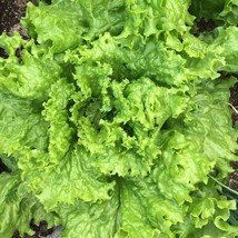 SEPT 1 Gram Fresh Premium Grand Rapids Leaf Lettuce Seeds A 39 - $5.88