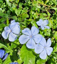 Live Plant Plumbago auriculata Imperial Blue, Outdoor/Indoor Plant, Hous... - $22.95