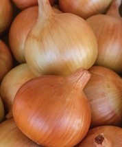 Fresh 500 Patterson Onion Seeds for Garden - €6,88 EUR