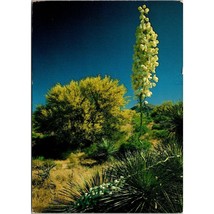 Vintage Chrome Botanical Postcard, Yucca Plant in Bloom and Palo Verde Tree - £7.01 GBP