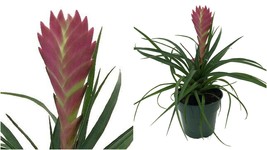 Hawaiian Pink Quill Plant - Exotic &amp; Easy - Tillandsia - 4&quot; Pot - C2 - £40.60 GBP