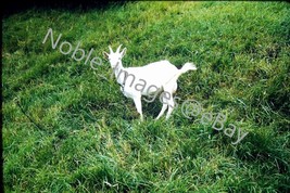 1950 The Saanen Swiss Domestic Goat Europe Red-Border Kodachrome Slide - £3.56 GBP
