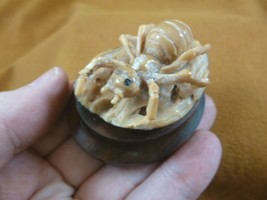 (tb-ins-6-2) tan Ant Tagua NUT figurine Bali detailed insect carving wor... - $43.47