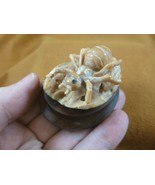 (tb-ins-6-2) tan Ant Tagua NUT figurine Bali detailed insect carving wor... - $59.42 CAD