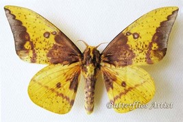 Real North American Moth Eacles Imperialis Entomology Collectible Shadowbox - £49.56 GBP