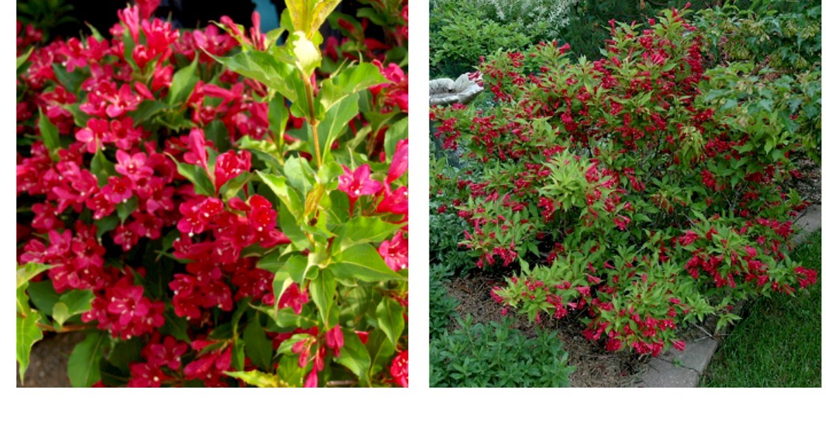 Primary image for 4" pot RUBY RED WEIGELA (Weigela rubrun) Garden & Outdoor Living 
