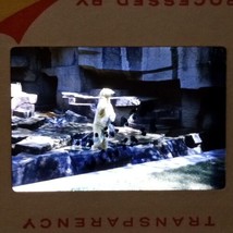 Polar Bear Standing On Alert At Zoo VTG 1963 Kodachrome 35mm Found Slide Photo - £9.44 GBP