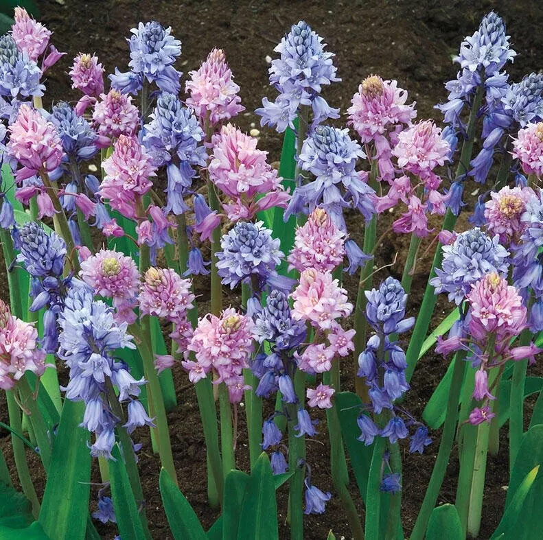 SPANISH BLUEBELL MIX FLOWER BULBS HARDY PERENNIAL SPRING BLOOMS SUN (10 ... - $30.45