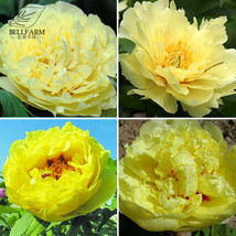 ALGARD Heirloom Peony Yellow Series 4 Types Flowers, 5 Seeds Big Blooms Double F - £5.37 GBP