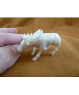 tb-elk-7 little white buck Elk Tagua NUT palm figurine Bali carving Moos... - £43.34 GBP