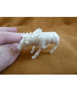 tb-elk-7 little white buck Elk Tagua NUT palm figurine Bali carving Moos... - $1,039.48 MXN