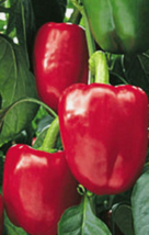 50 Pc Seeds Bell Pepper Big Red Vegetable Plant, Pepper Seeds for Planting | RK - $10.50