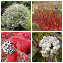 Sell Store 25 Fire &amp; Ice Dogwood Cornus Alba Shrub Tree Red Bark White Berry &amp; F - £7.71 GBP