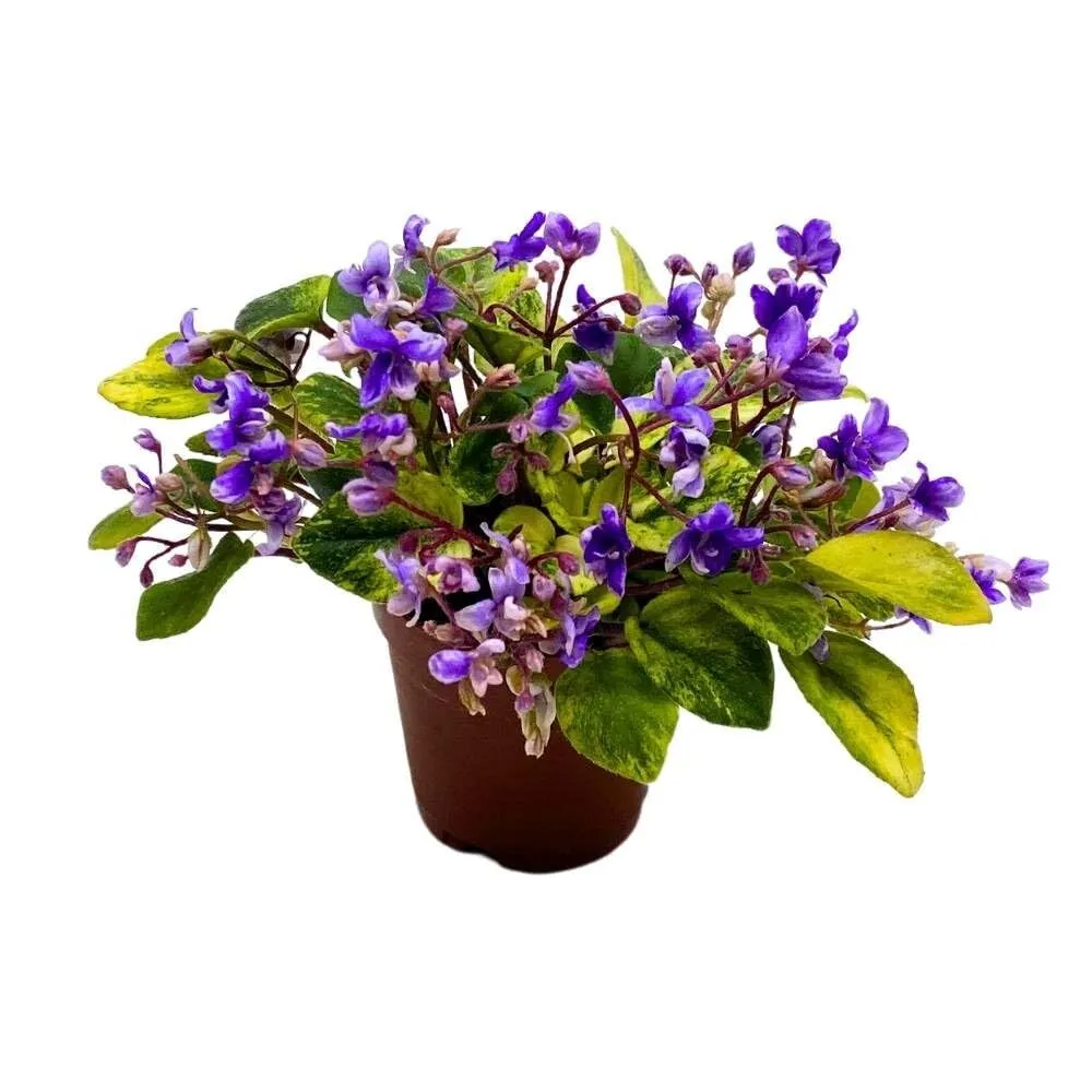 Spring Fever 2 in Variegated Mini African Violet Saintpaulia Gesneri - £44.34 GBP