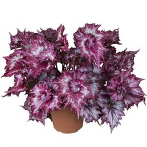 15 Seeds Begonia ?Tie Dye  house plant  garden flowers easy to grow plant From U - £7.92 GBP