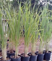 200 Seeds Lemon Grass Seeds Usa Seller - £5.82 GBP