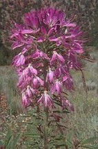 Rocky Mountain Bee Plant Cleome Serrulata NON GMO Seeds - £5.36 GBP