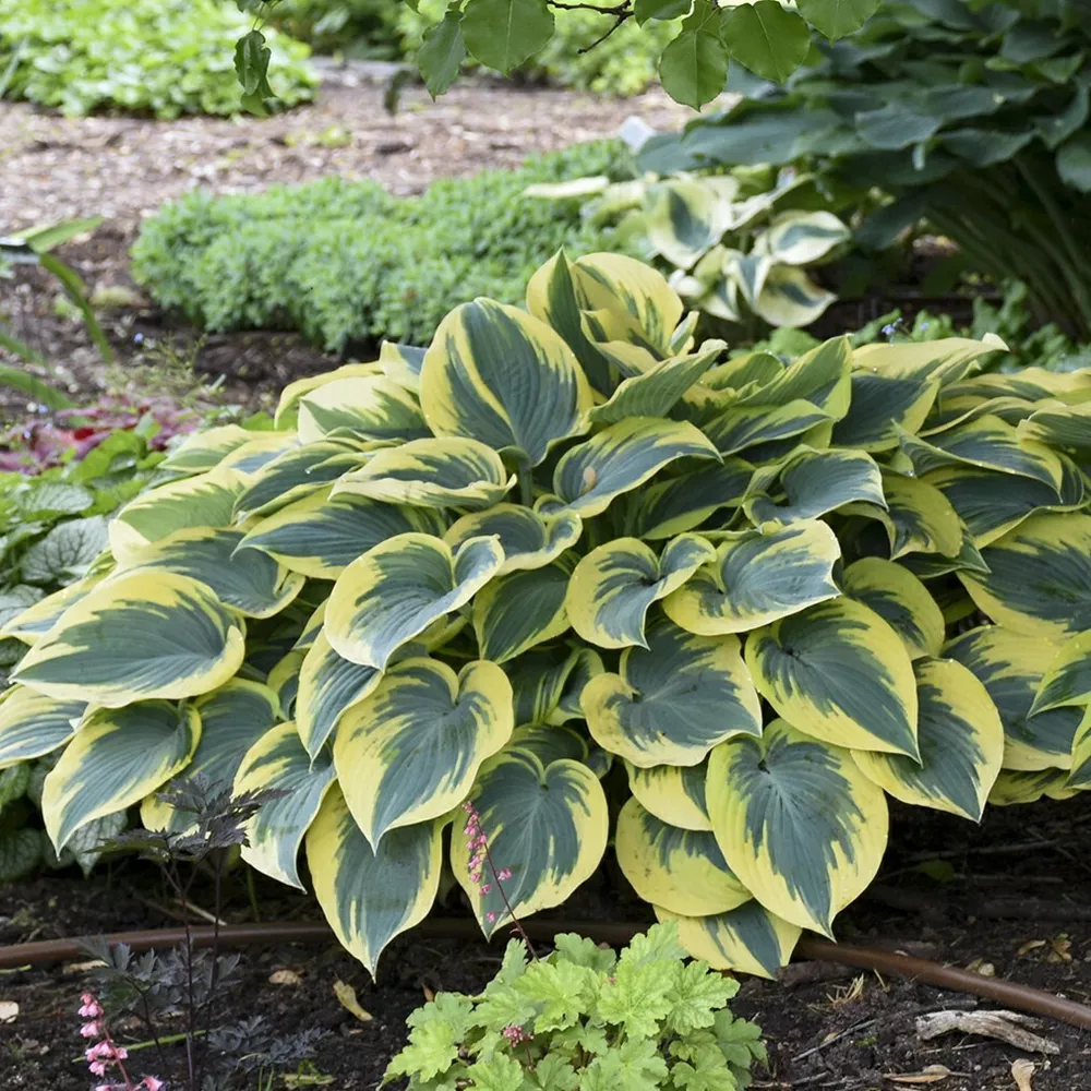 Hosta First Frost Well Rooted 5.25 Inch Pot Plant - $33.51