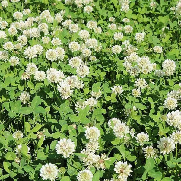 Ladino Clover Seed White Ladino Clover Seed Perennial Not Coated Or Trea... - £20.43 GBP
