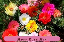 Moss Rose Garden Favorite Portulaca Double Mix 1000 Seeds - $44.94 MXN