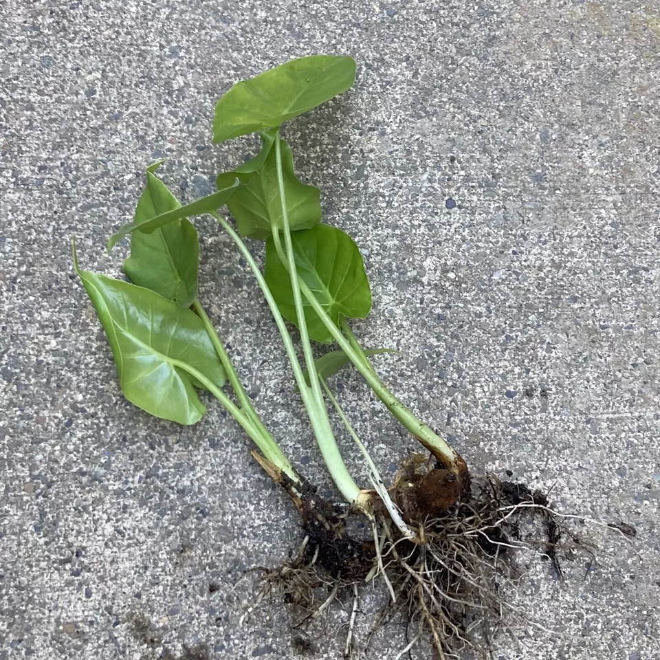 3 Seedlings 3-6&quot; Borneo Giant Huge Elephant Ear Taro Alocasia Macrorrhiza Plants - £18.76 GBP