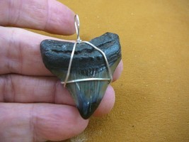 (S233-65) 1-3/4&quot; Fossil MEGALODON Shark Tooth Teeth silver wired pendant... - £36.75 GBP