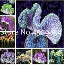 Euphorbia Lactea Seed 100Pc Perennial Succulent Its Shape Is Peculiar And With H - $10.78