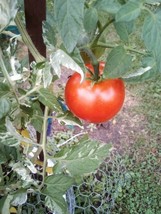 LWSTORE 45 Seeds Variegated Tomato Heirloom USPS Shipping - £6.95 GBP