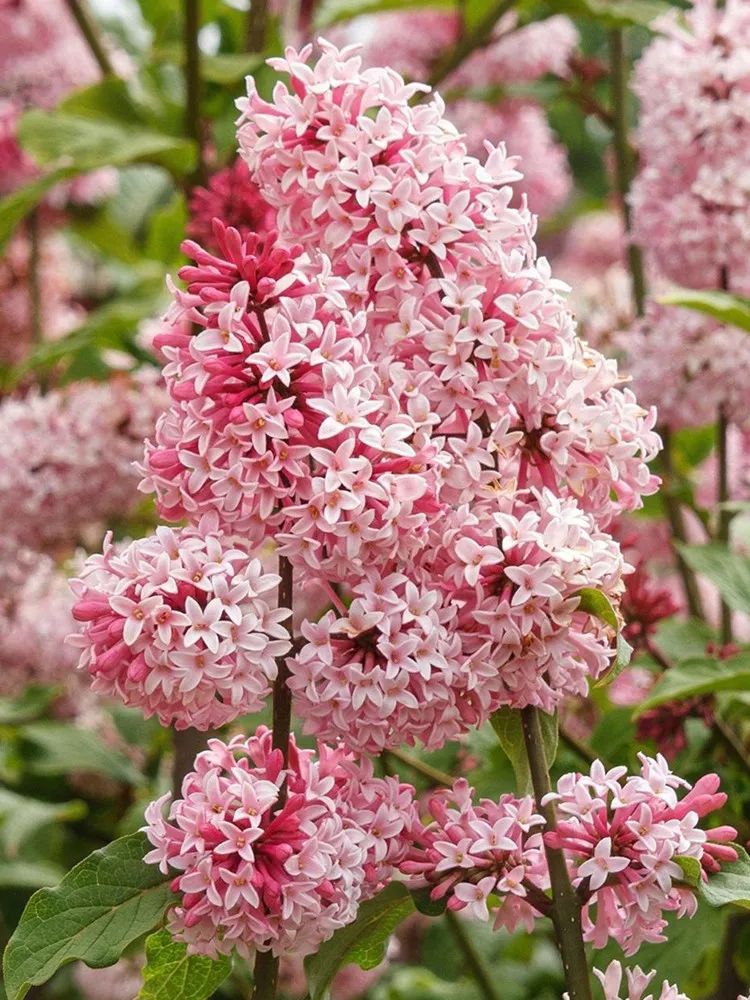 Syringa Vulgaris 100 Seeds Pink Lilac Multi-stemmed Small Tree - $5.41 CAD