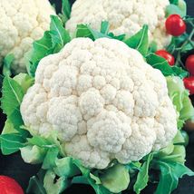 Snowball Improved Cauliflower Seeds 50 Seeds - $9.84