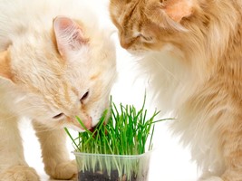 Cat Grass Seeds - Non Gmo - Wheatgrass - Helps To Aid Cats Digestion System - Wh - £2.86 GBP