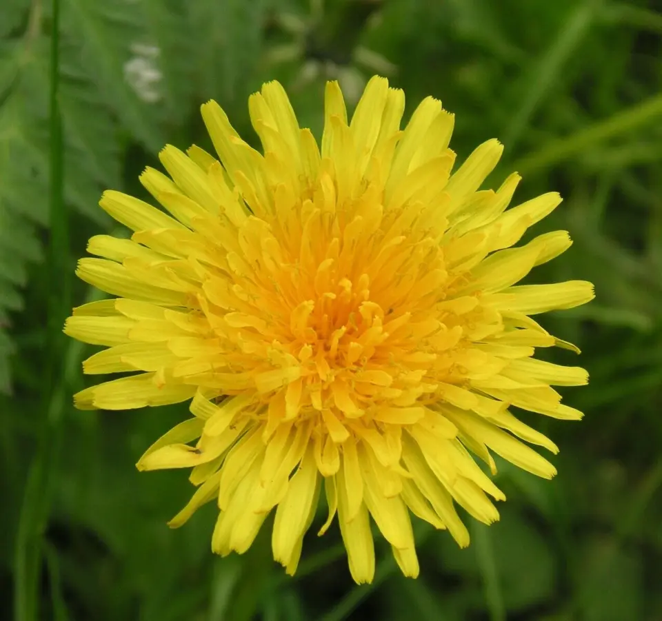 SKMO Dandelion True Herb Garden Perennial Culinary 100 Seeds  - $9.00