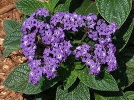 seeds heliotrope marine fragrant purple blooms - £9.54 GBP