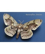 Real Owl Moth Brahmaea Hearseyi Taxidermy Framed Entomology Shadowbox - $94.99