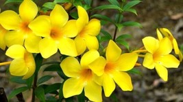 Allamanda Cathartica Golden Trumpet Yellow Trumpetvine Brown Bud 5 Seeds USA Sel - £18.45 GBP