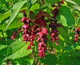 50 Pc Seeds Leycesteria Formosa Plant, Himalayan Honeysuckle Seeds for Planting - £19.93 GBP