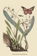 Monarch Butterfly by Mark Catesby #2 - Art Print - £17.42 GBP+