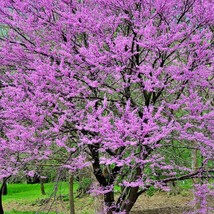 40 Giant Redbud Tree Cercis Gigantea Pink Purple Flower Seeds Fresh Seeds - £11.50 GBP