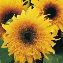 New Fresh Seeds Starburst Panache Sunflower Seeds 15 Seeds - $13.98