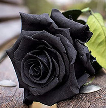 VP Black Rose Seeds Perennial / 25 Seeds /  Non Gmo /  Best Seller / Non Gmo - £7.59 GBP