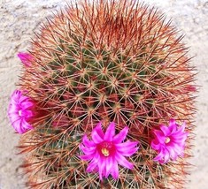 BStore 20 Seeds Store Mammillaria Spinosissima Rubrispina, Cactus Succulent Plan - £11.86 GBP