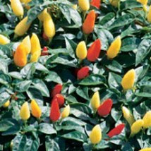 USA Seller Prairie Fire Hot Peppers Seeds Fast Shipping - $12.80