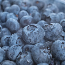 Blueberry plants- 19+ Varieties- State Lab tested to be free of diseases &amp; virus - £13.97 GBP+